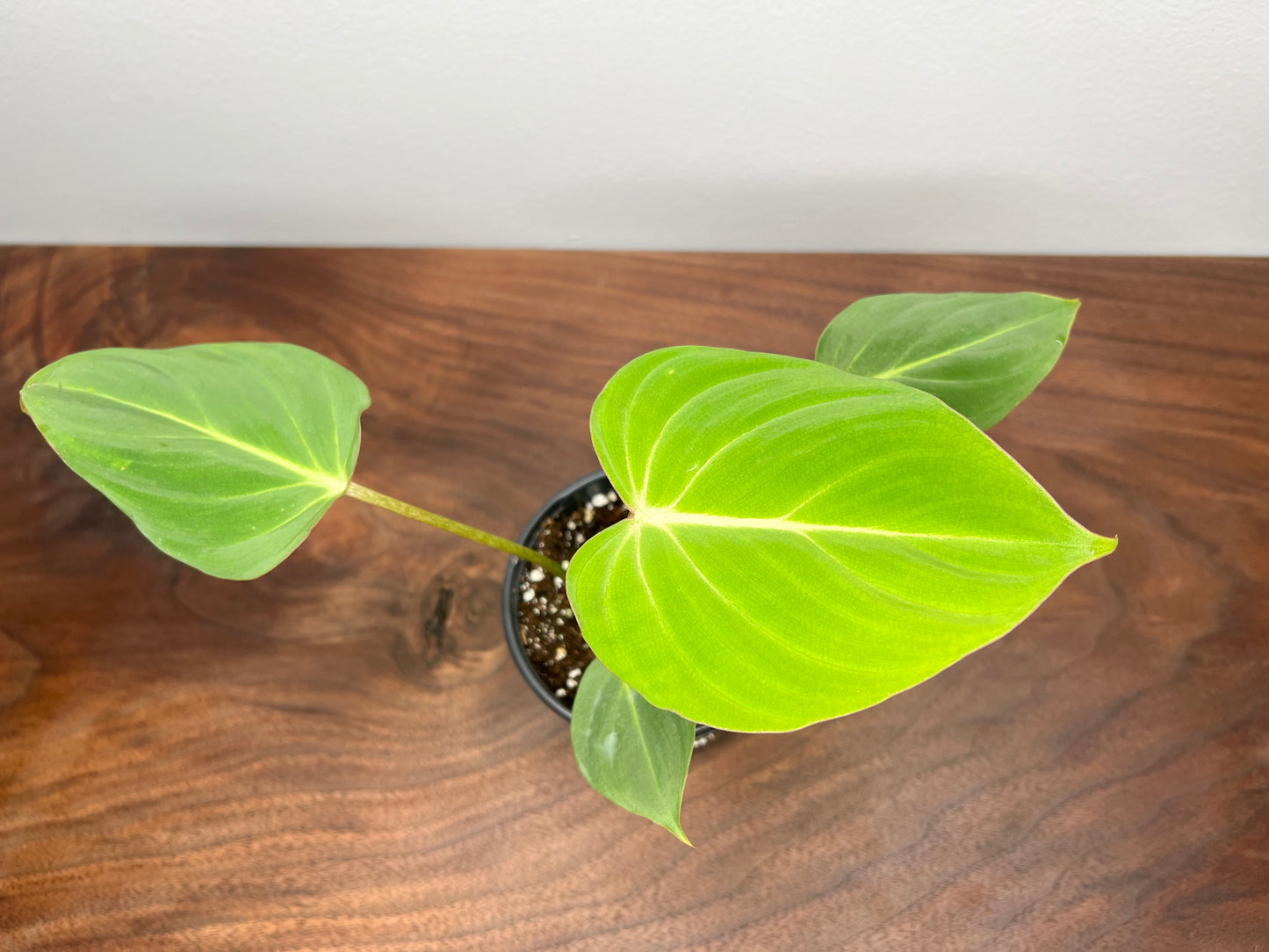 Philodendron Gloriosum