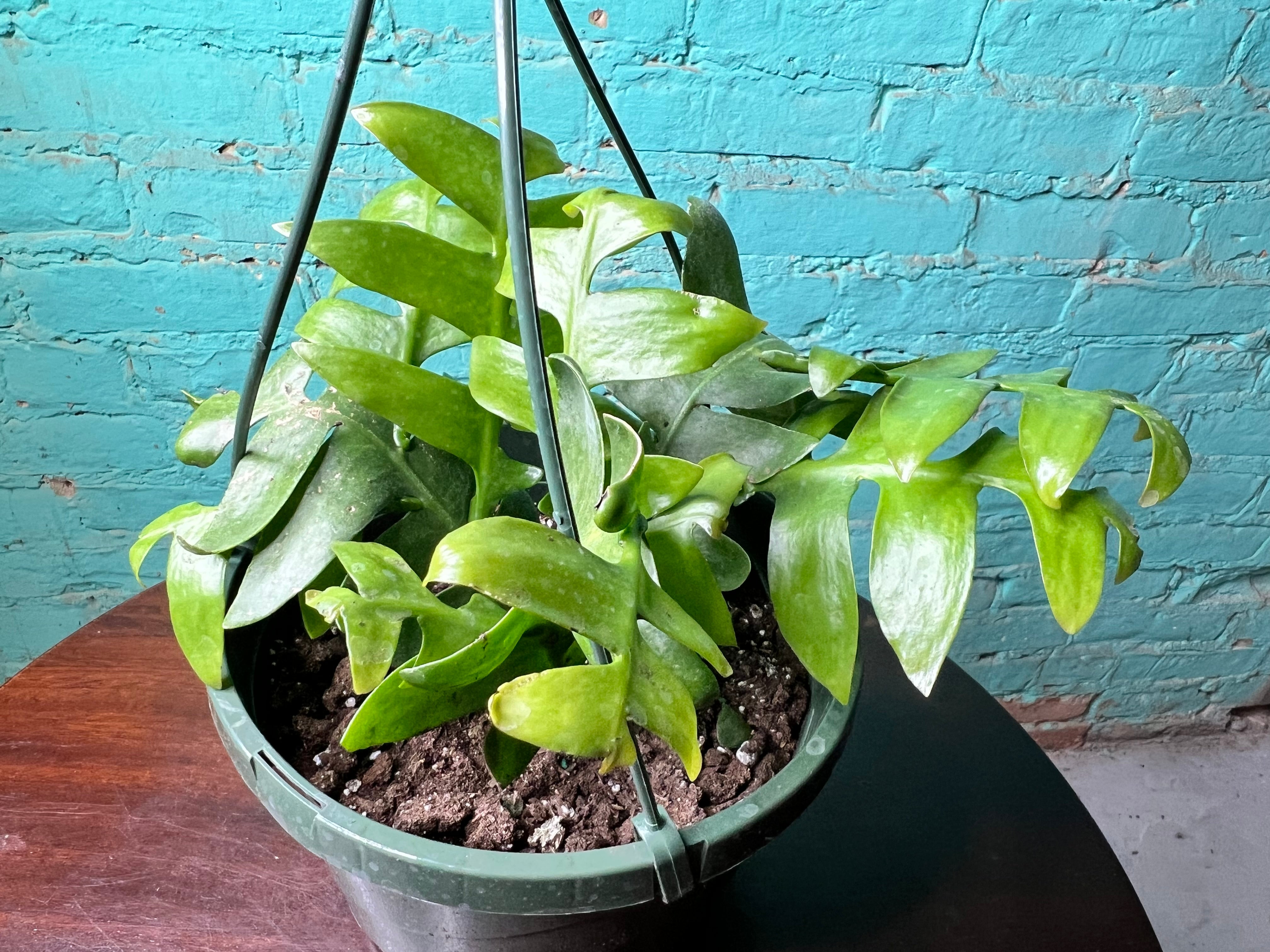 The Rooted Plant Shop Selenicereus Chrysocardium - Thumbnail 4