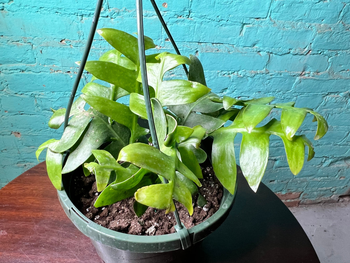 Fern Leaf Cactus 8” basket