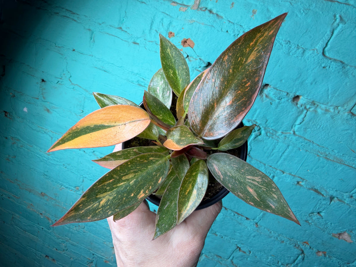 Philodendron Orange Princess 4”