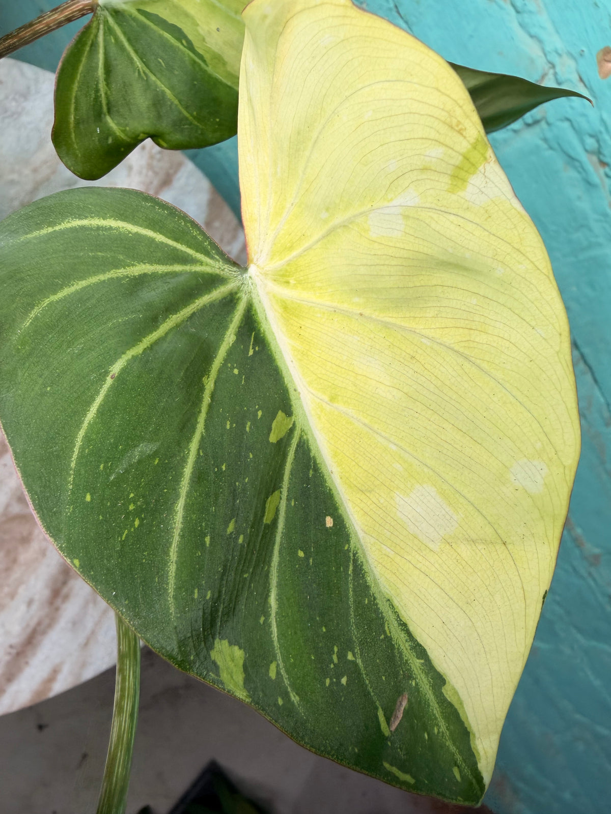 Philodendron Gloriosum Variegated Type 2