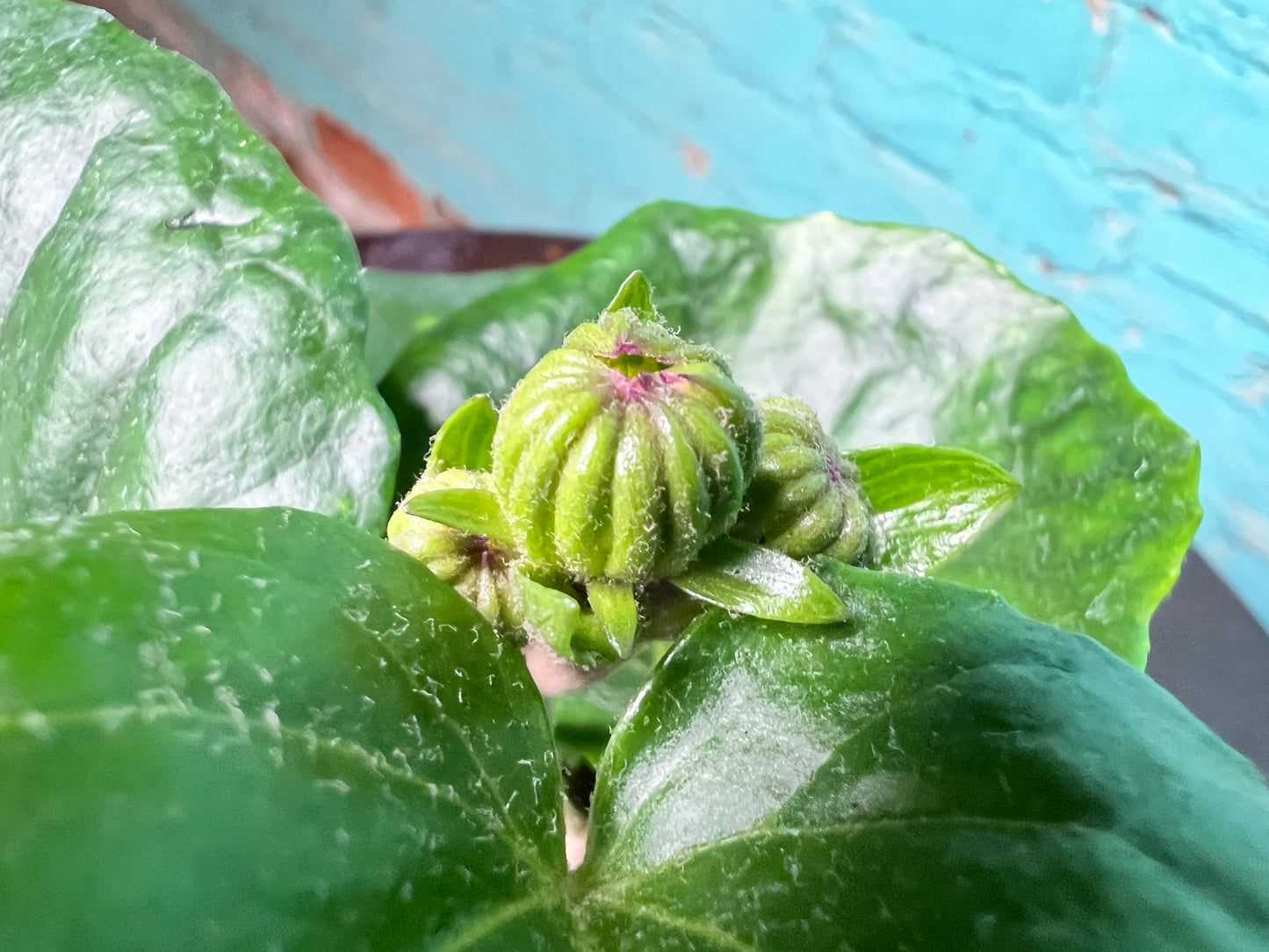 Farfuglum Firefly 4”