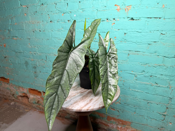 Alocasia Heterophylla ‘Dragons Breath’ 6”