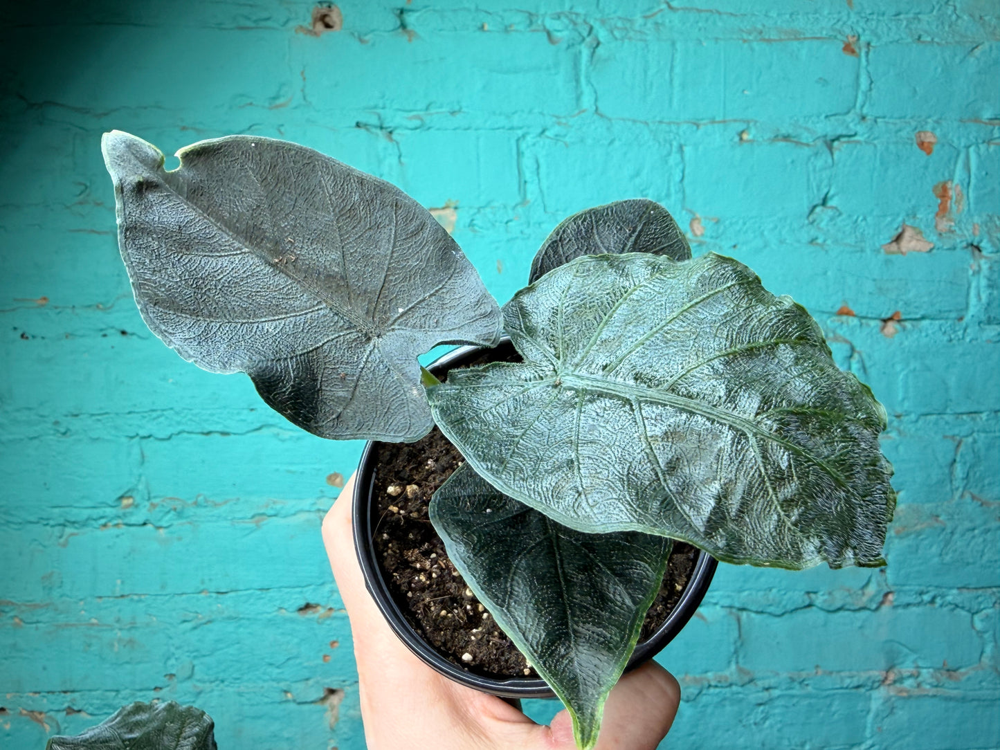 Alocasia ‘Antoro Velvet 4”