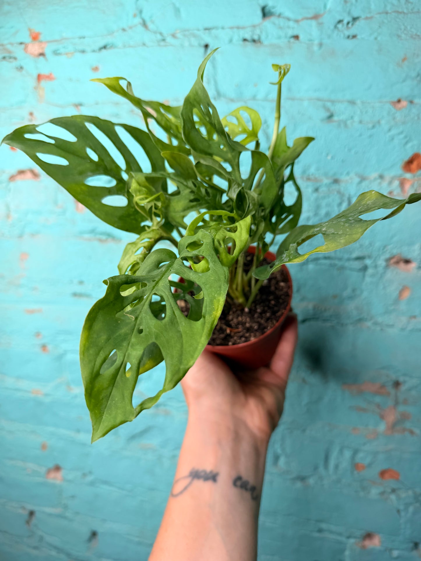 Monstera Adansonii (Swiss Cheese) 4”