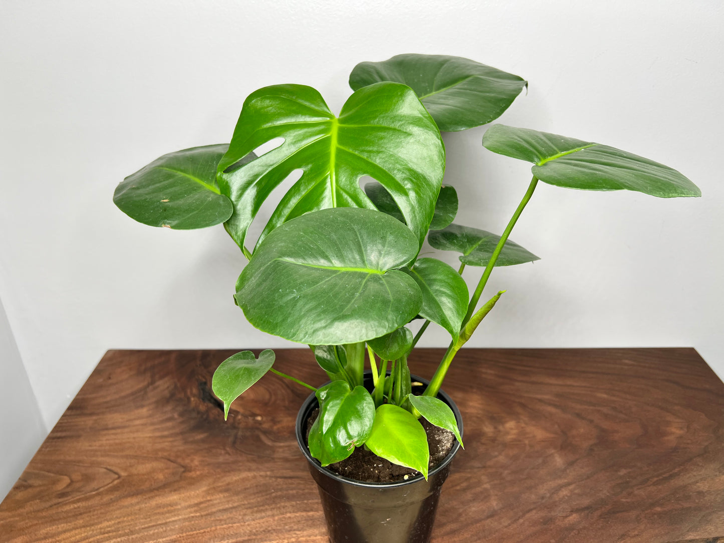 Monstera (6inch)