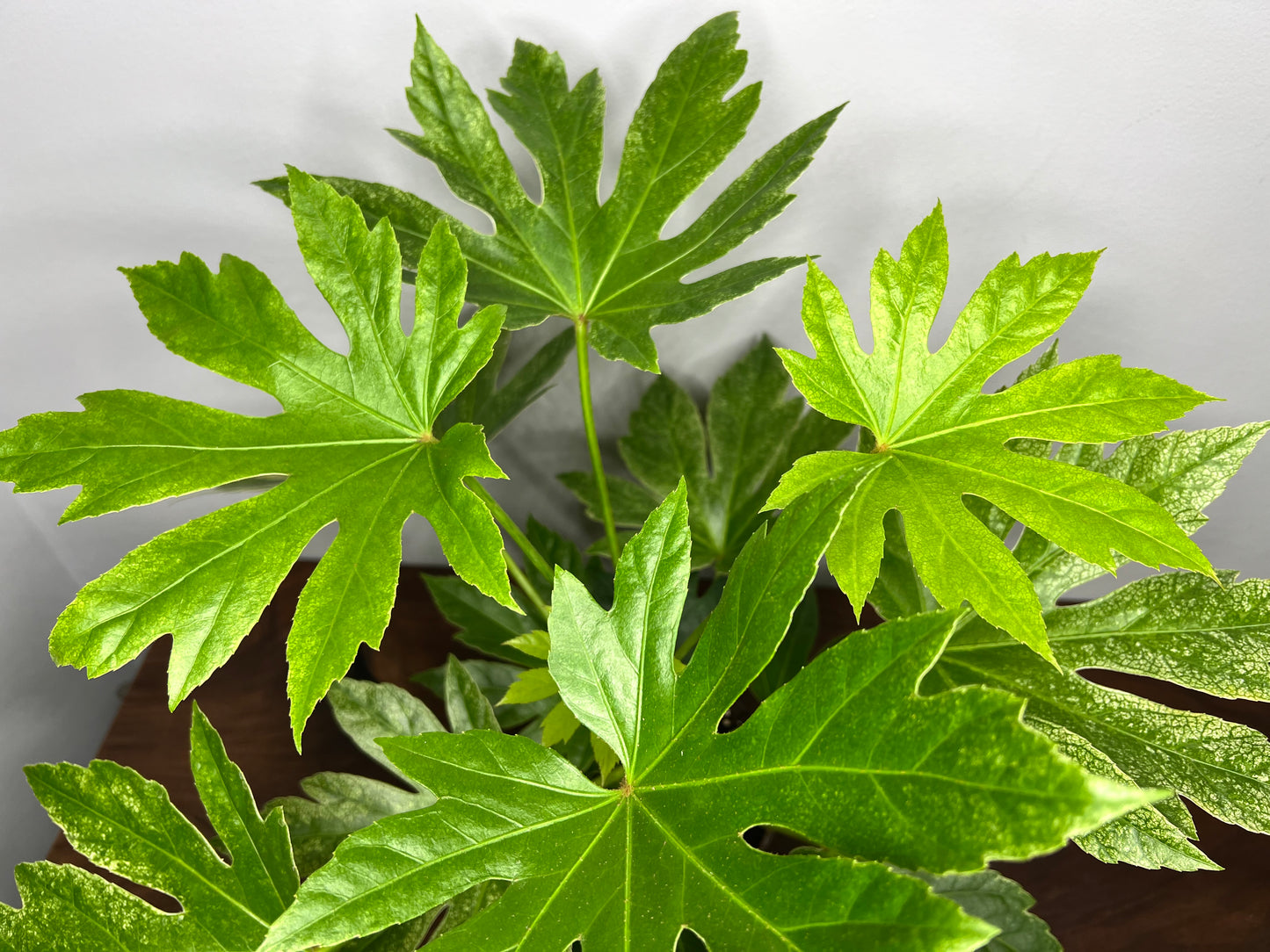 Japanese Fatsia