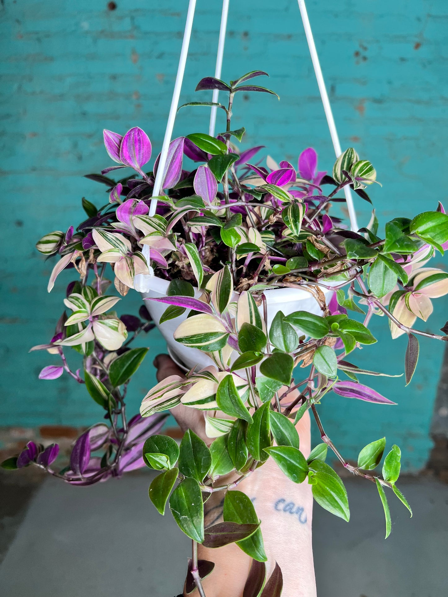 Wandering Jew Rainbow 6” basket