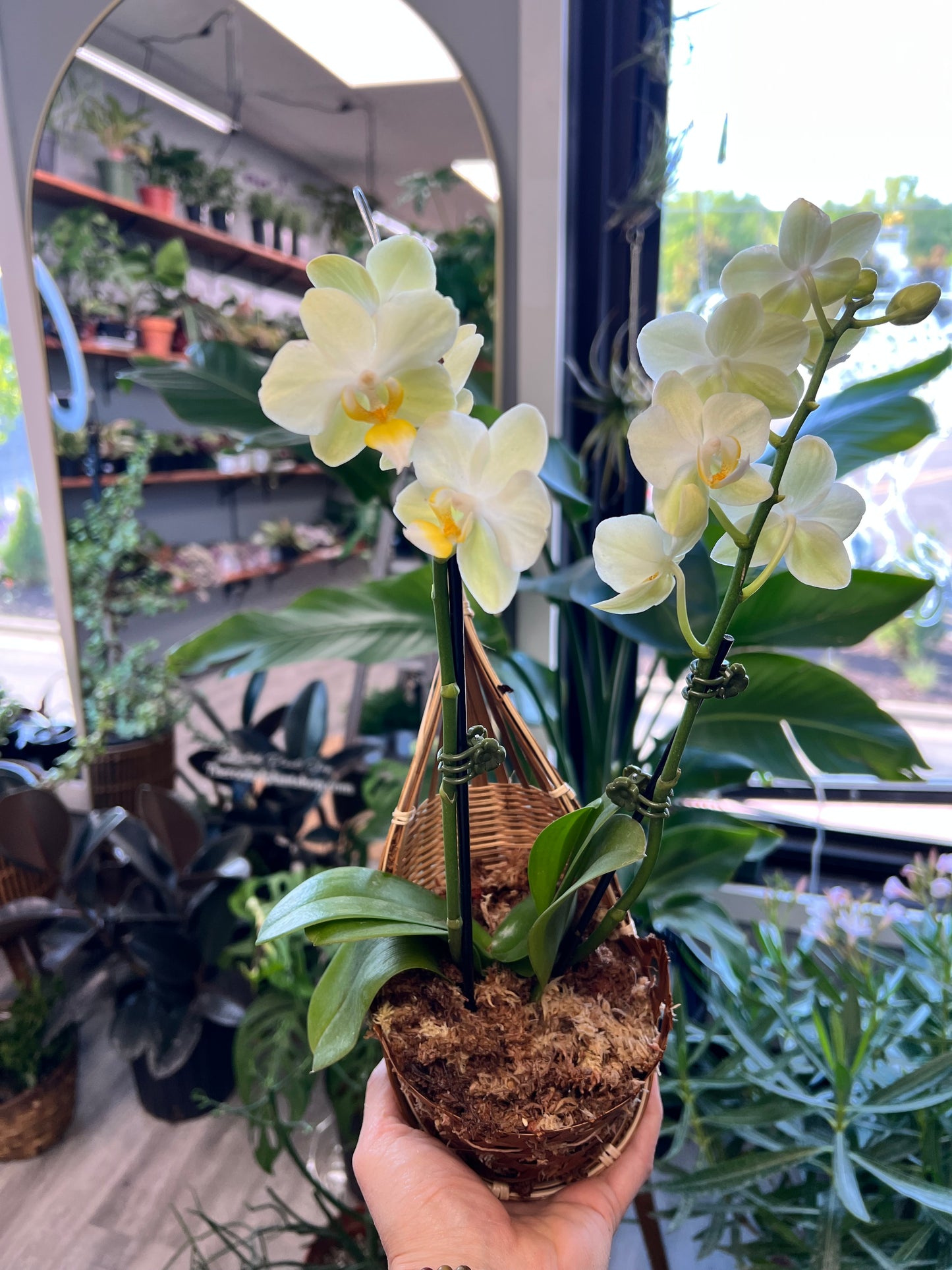 Moth Orchids with hanger