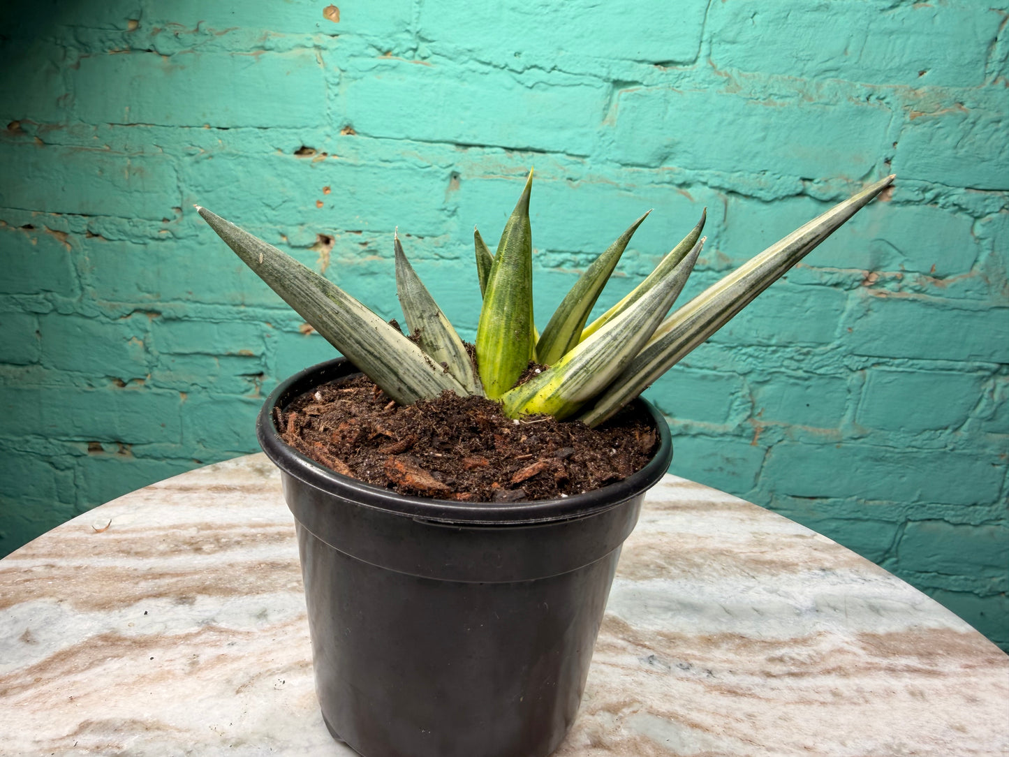 Snake Plant “Starfish”  Variegated