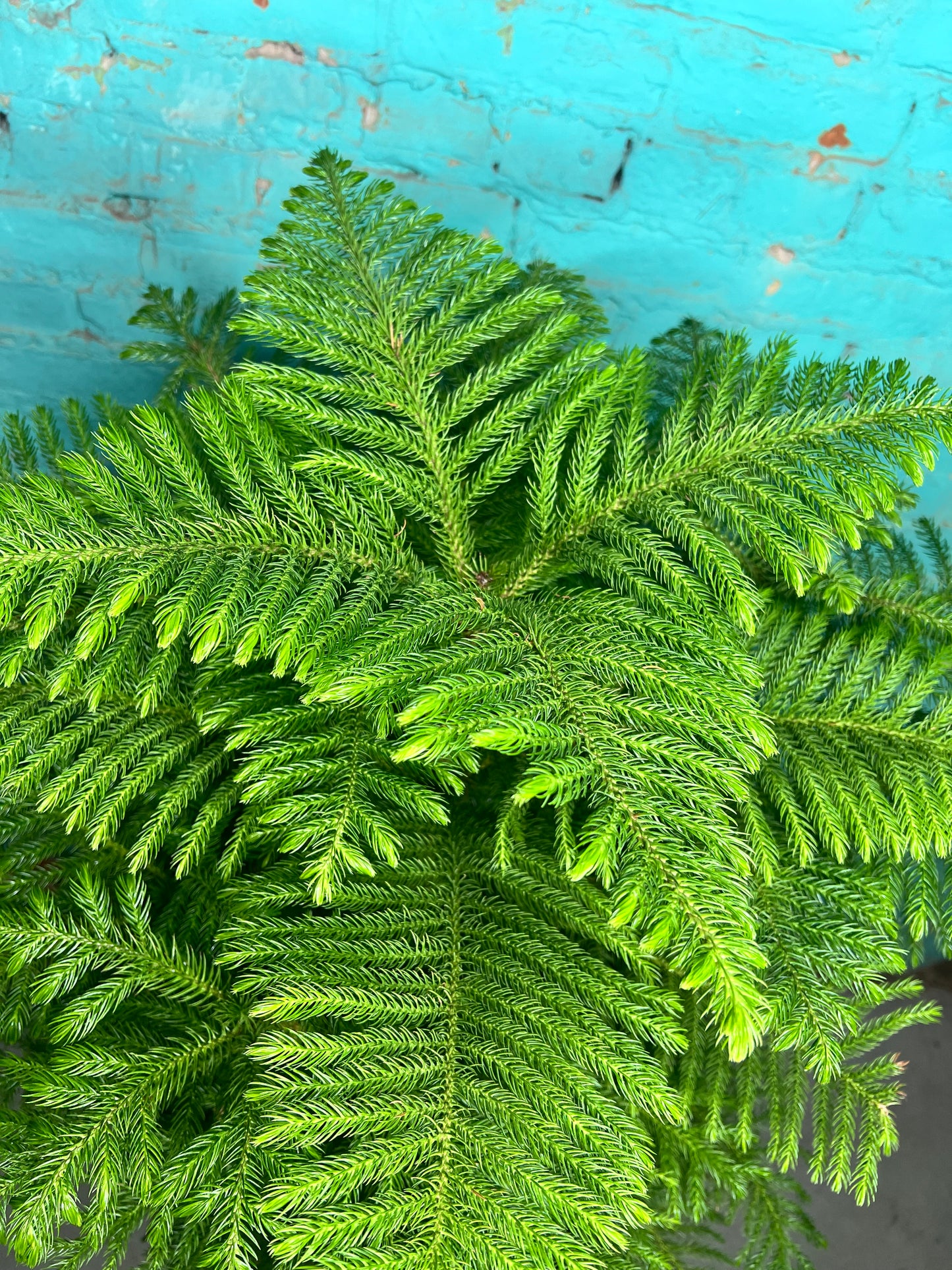 Norfolk Pine 10”
