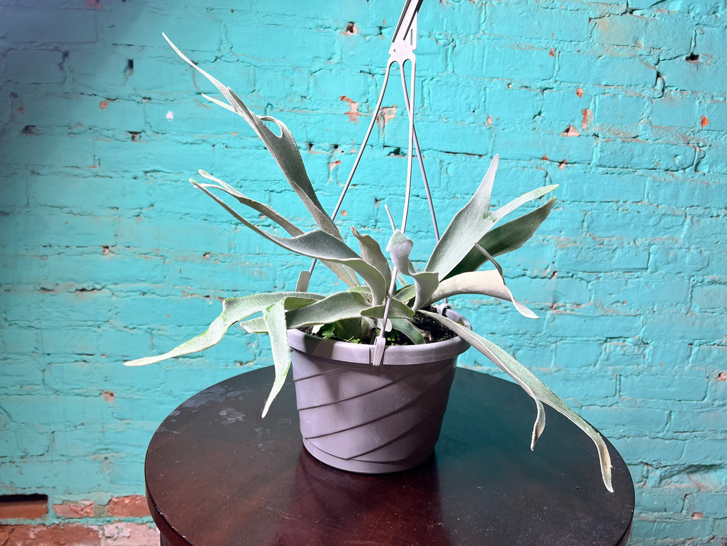 Staghorn Fern Veitchii 8” basket