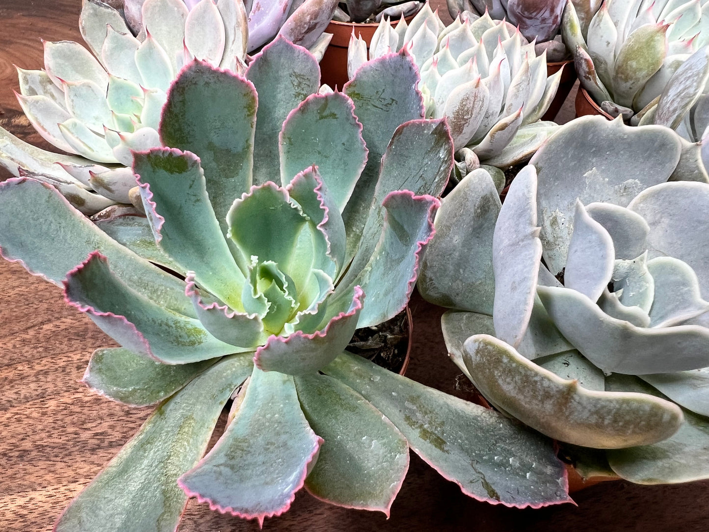 Echeveria (each)