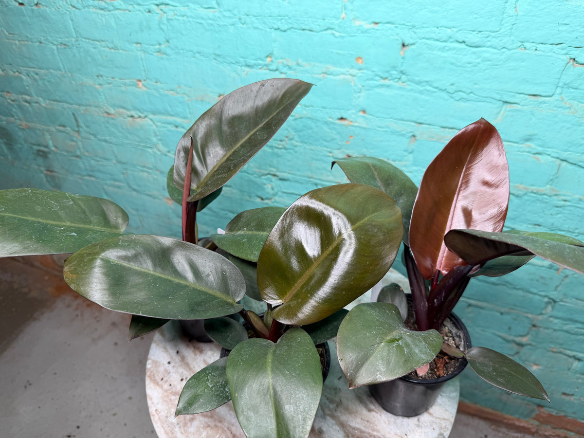 Philodendron Black Cardinal 4”