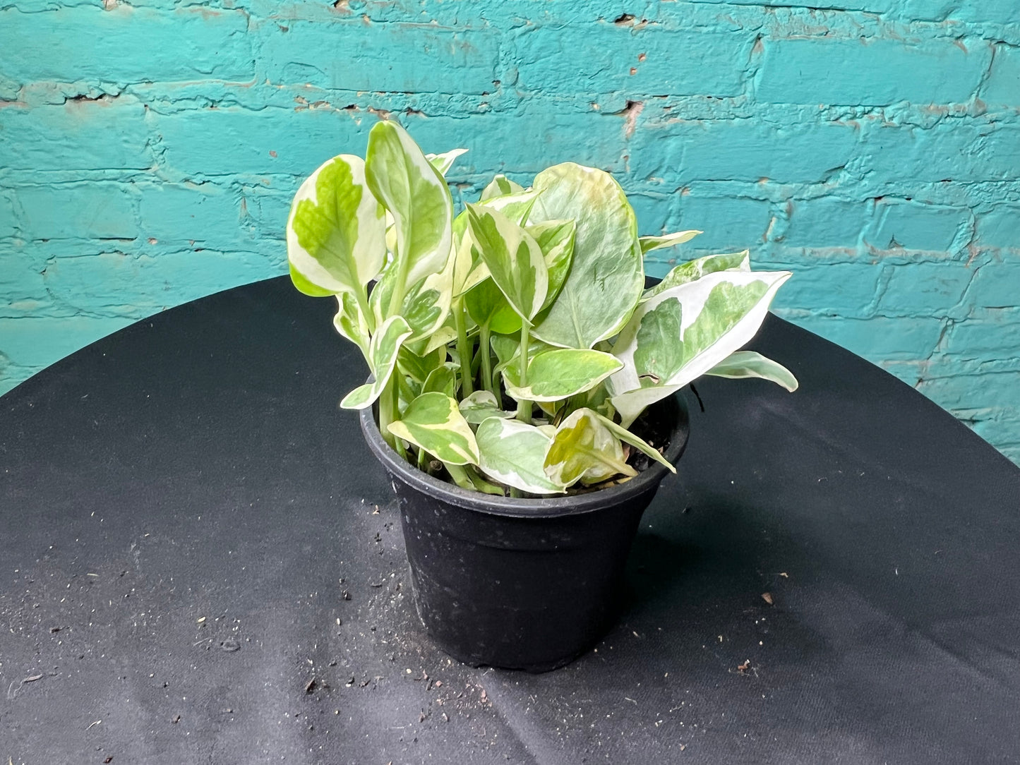 Pothos Pearls & Jade 4”