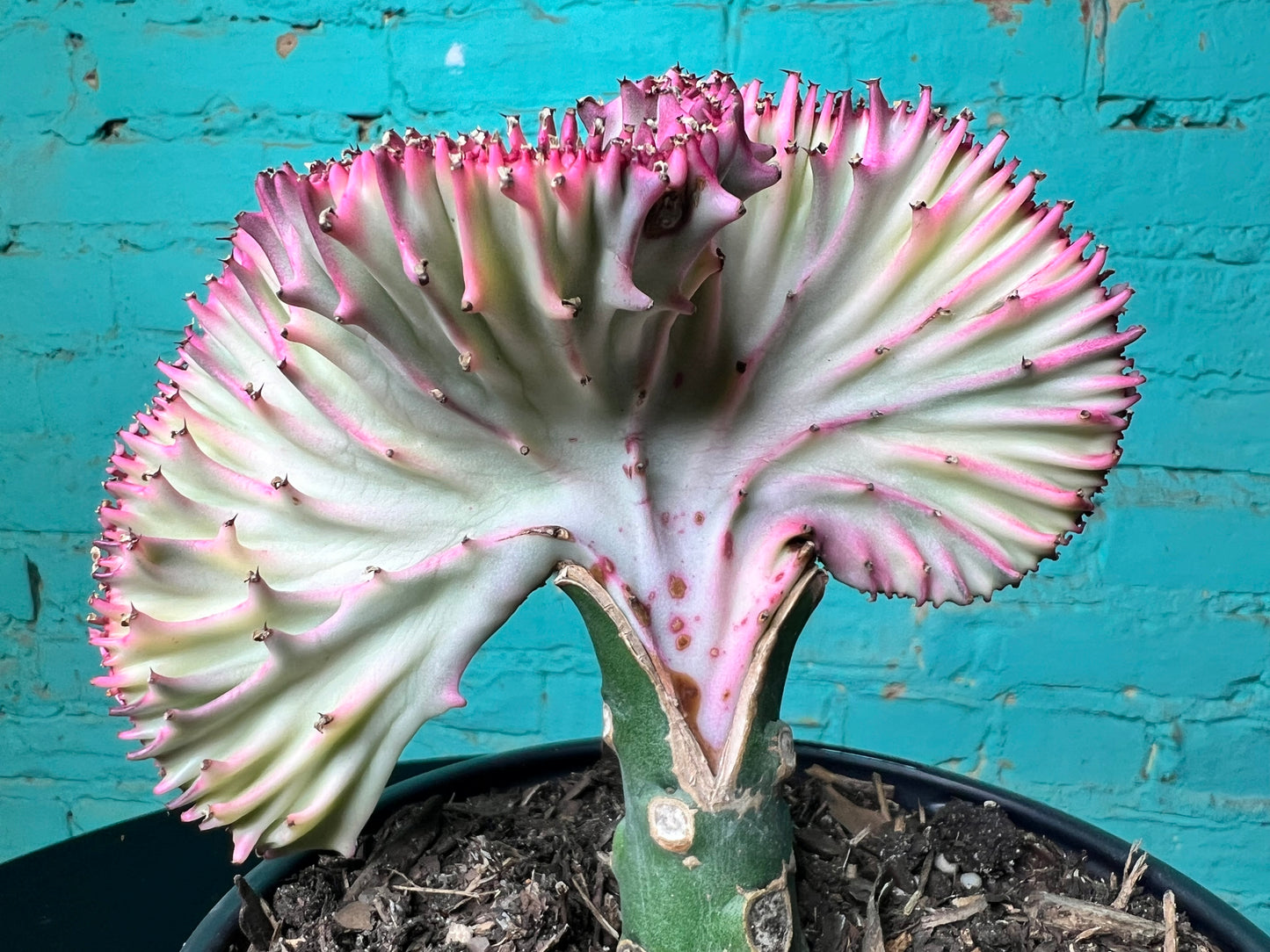 Euphorbia Lactea- Mermaid Tail cactus 6”