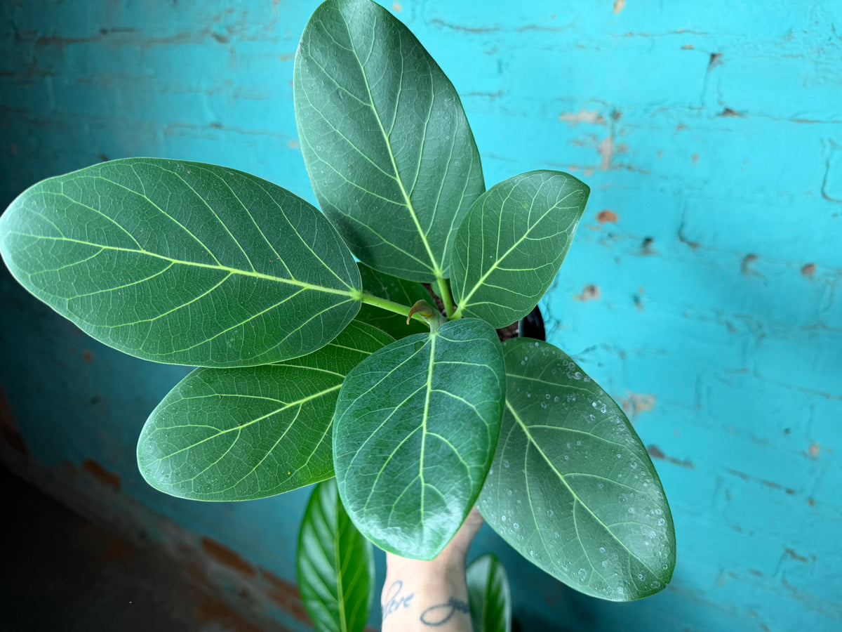 Ficus ‘Audrey’ 4”