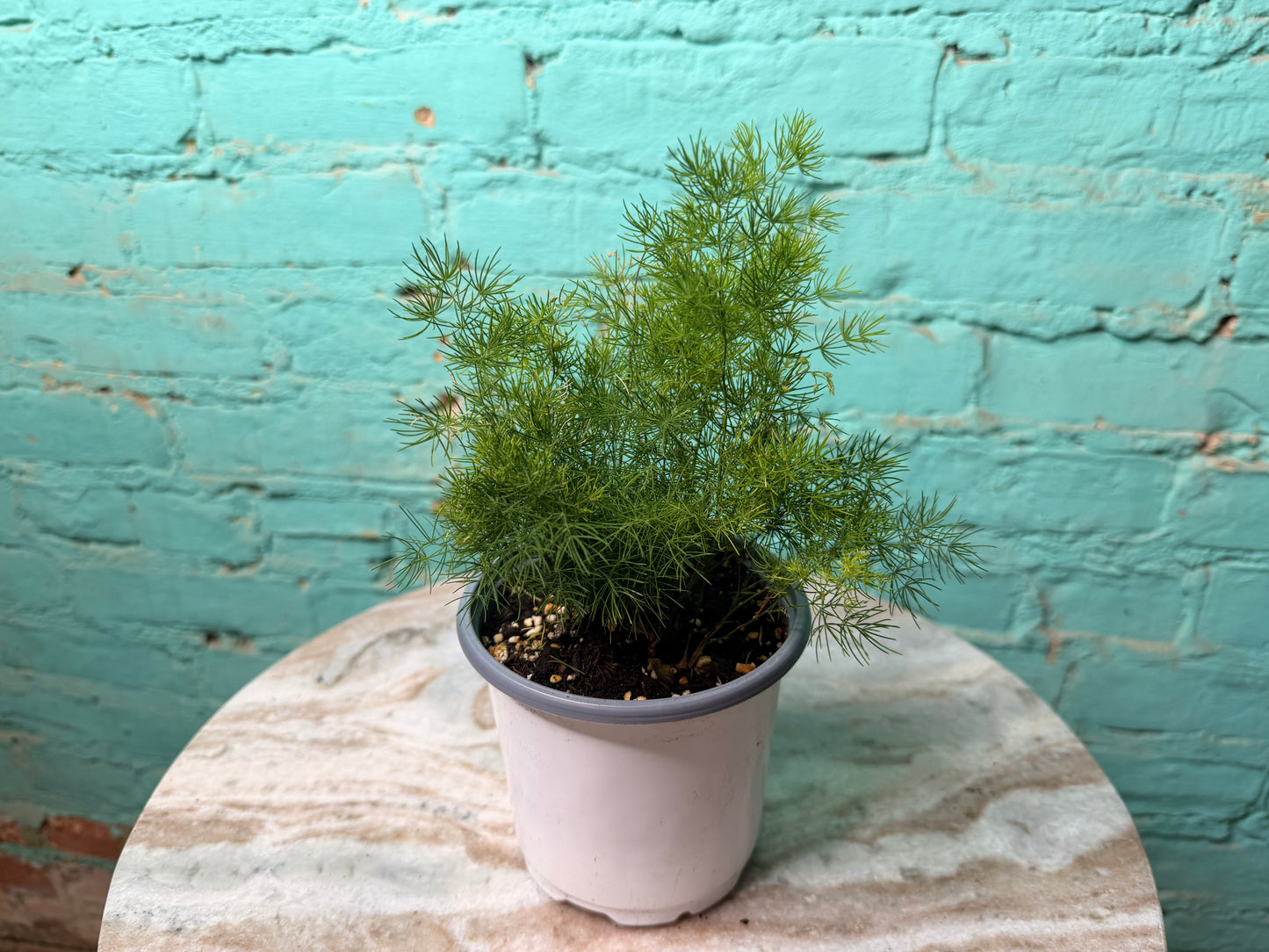 Zulu Asparagus Fern 4”