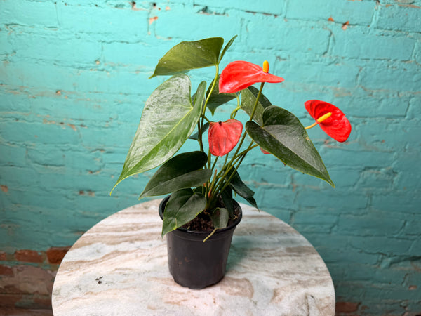 Anthurium Flamingo Flower 4” each