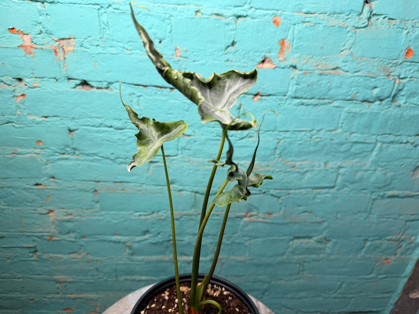 Alocasia Teletubby 6”
