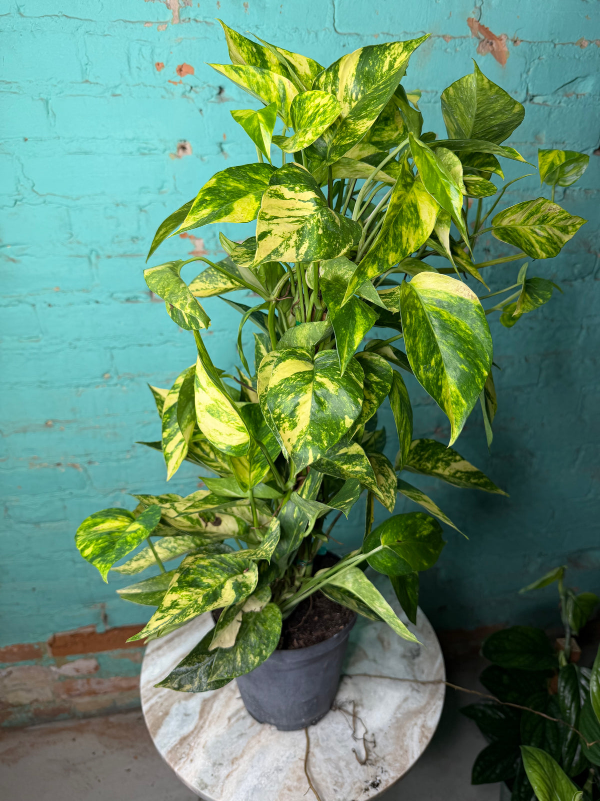 Epipremnum Pinnatum Yellow Flame 6” totem