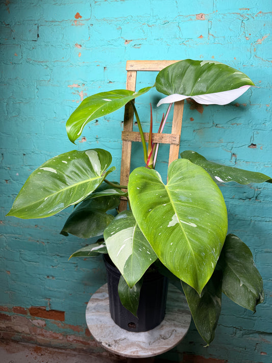 Philodendron White Princess 10”