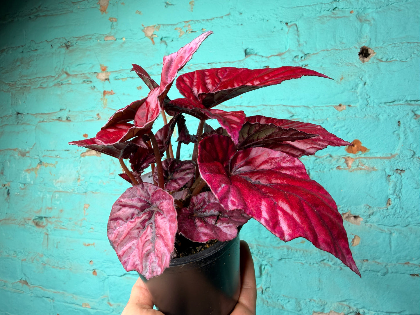 Begonia Rex “Bewitched Black & Red”