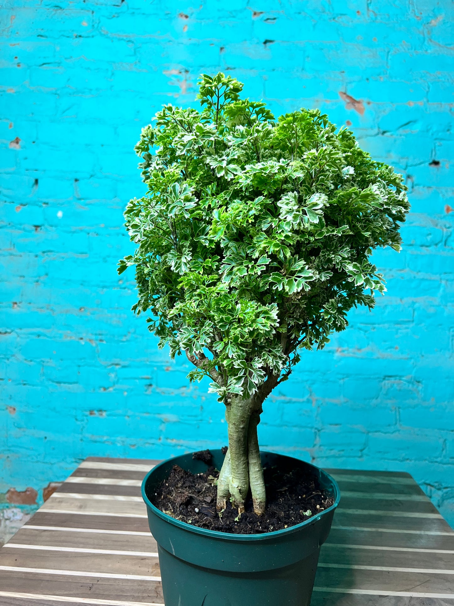 Ming Aralia Variegated 8”