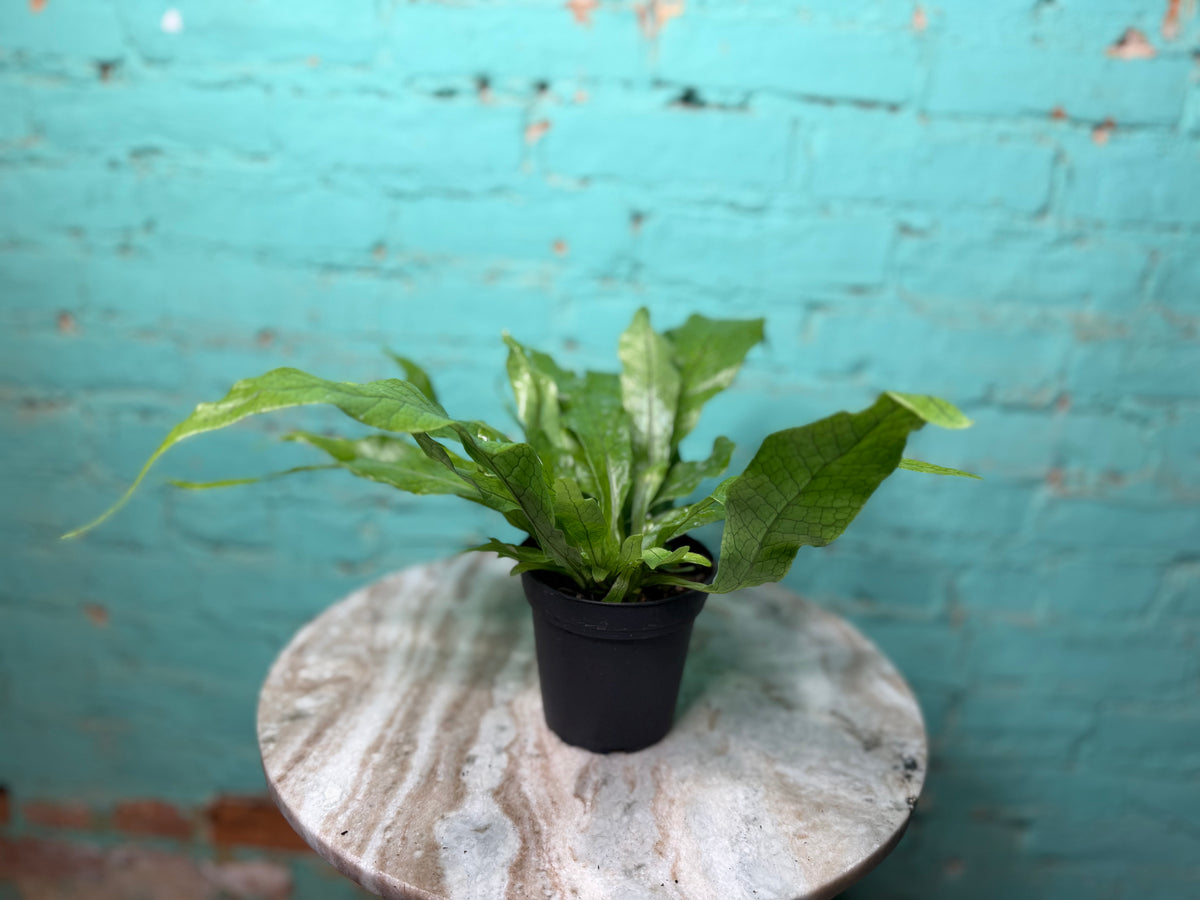 Crocodile Fern 4”