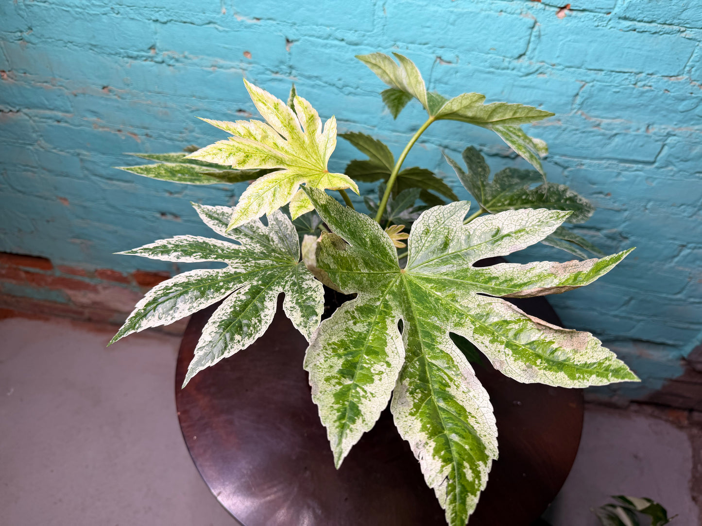 Fatsia Varegated 6”