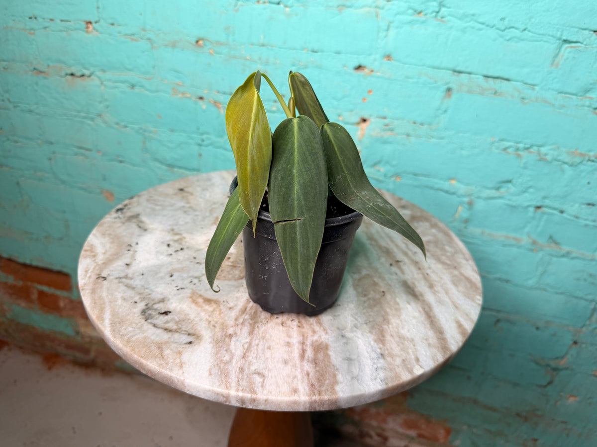 Philodendron Gigas 4”