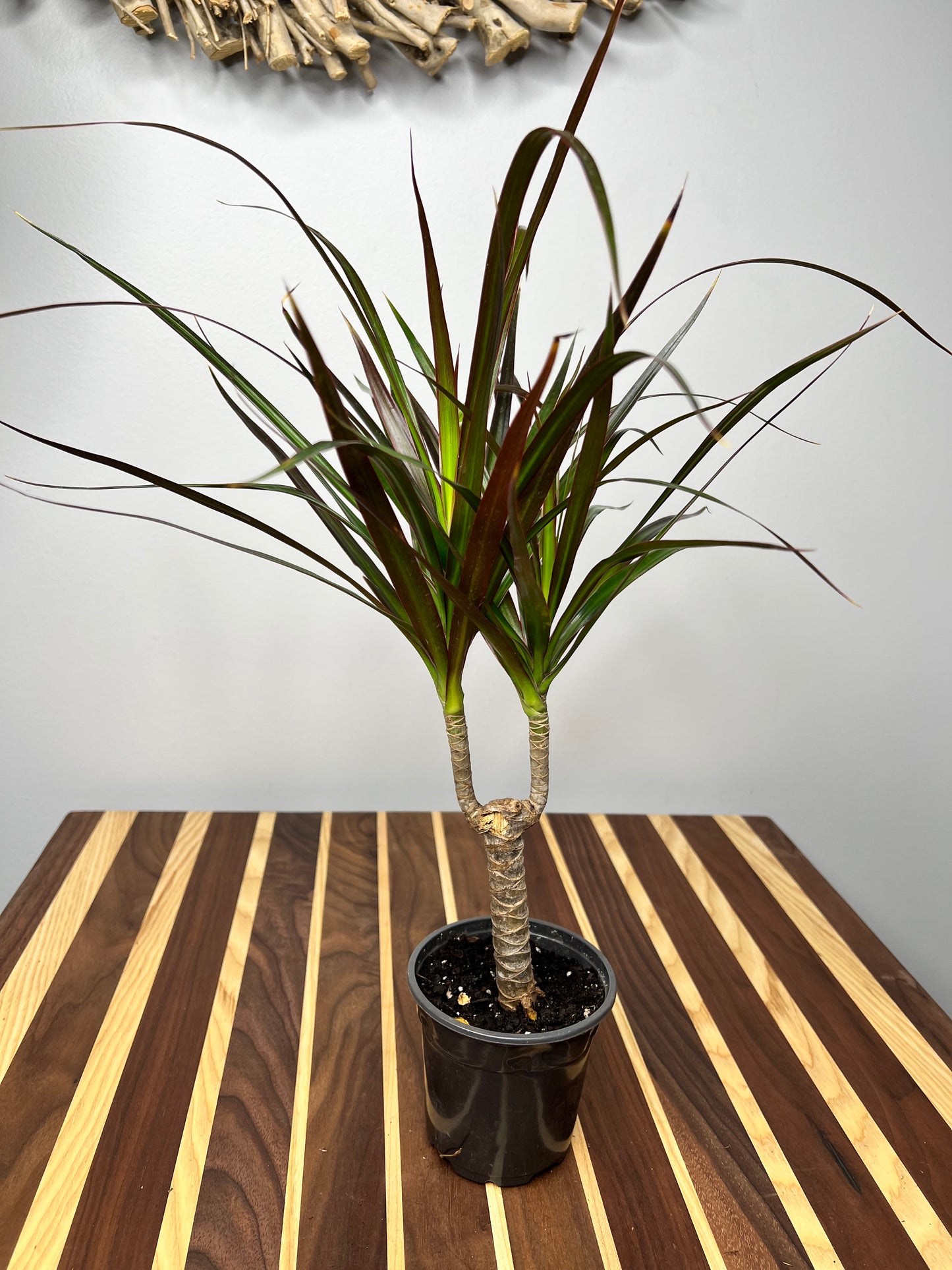 Dracaena 4”