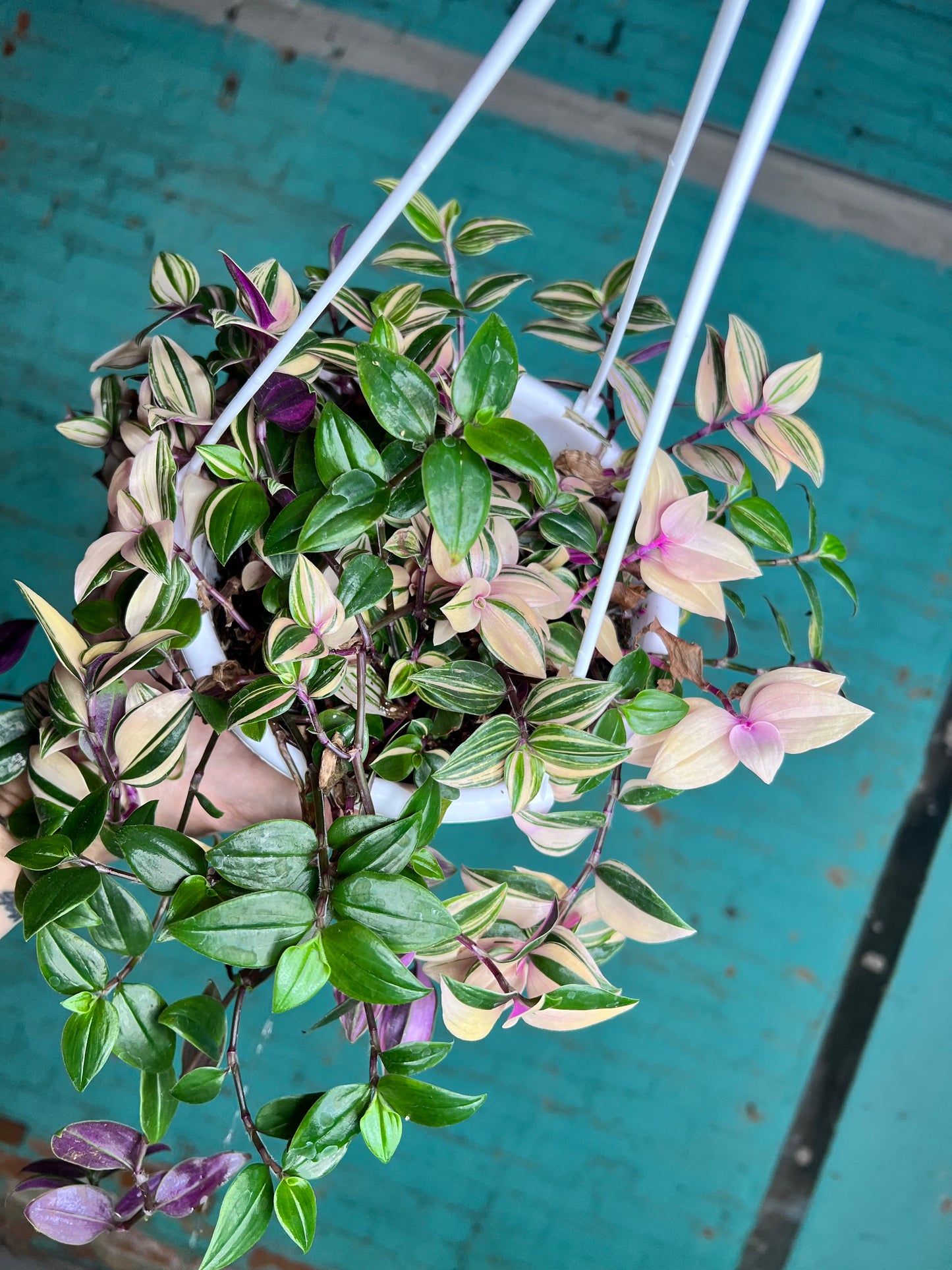 Wandering Jew Rainbow 6” basket