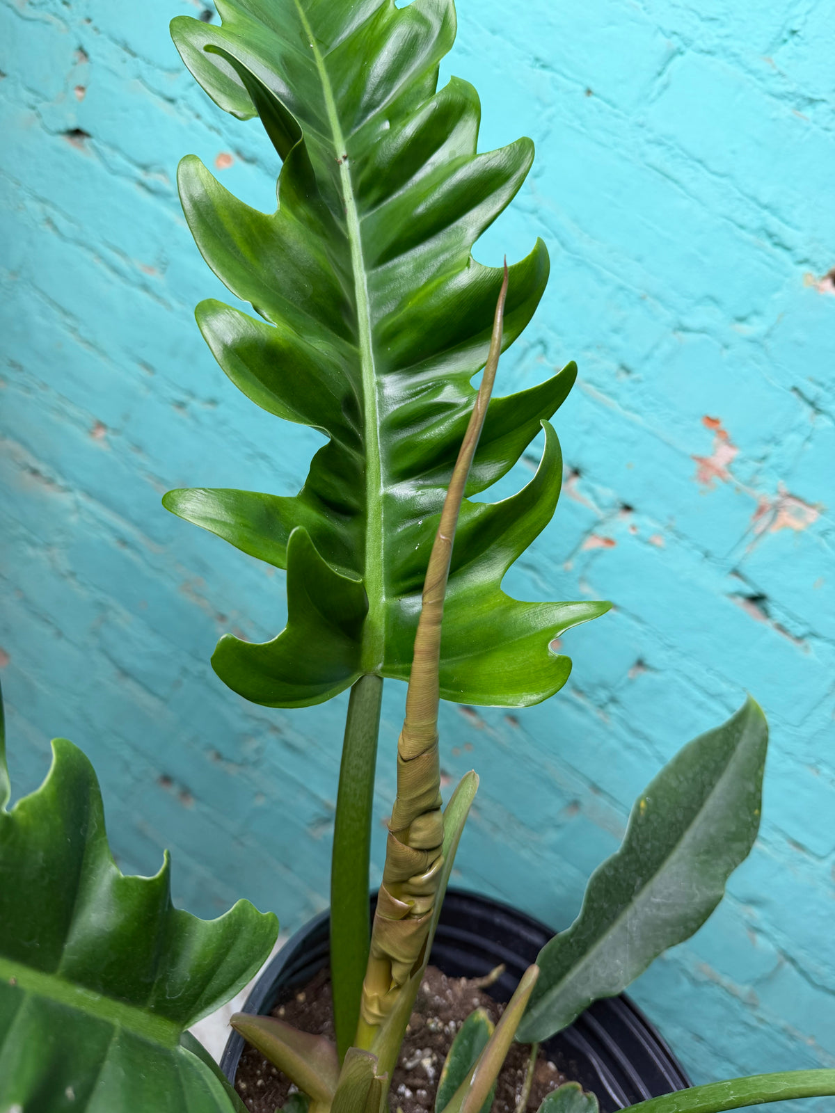 Philodendron Narrow 8”