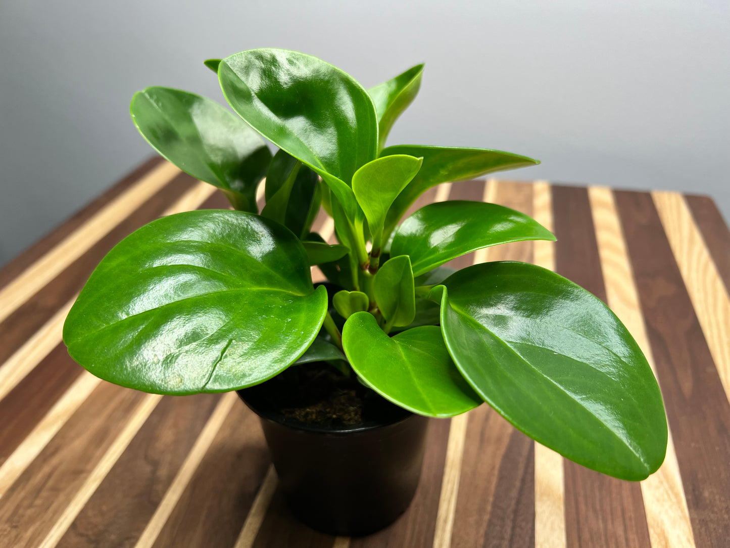 Peperomia- Spoonleaf