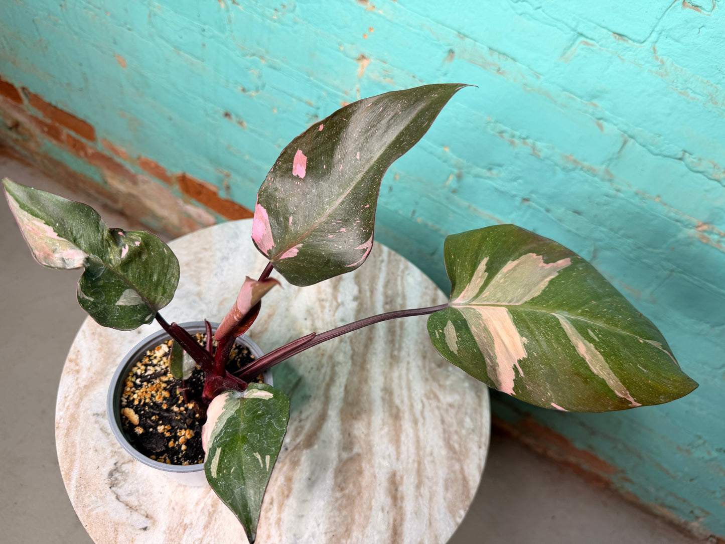 Philodendron Pink Strawberry Creame