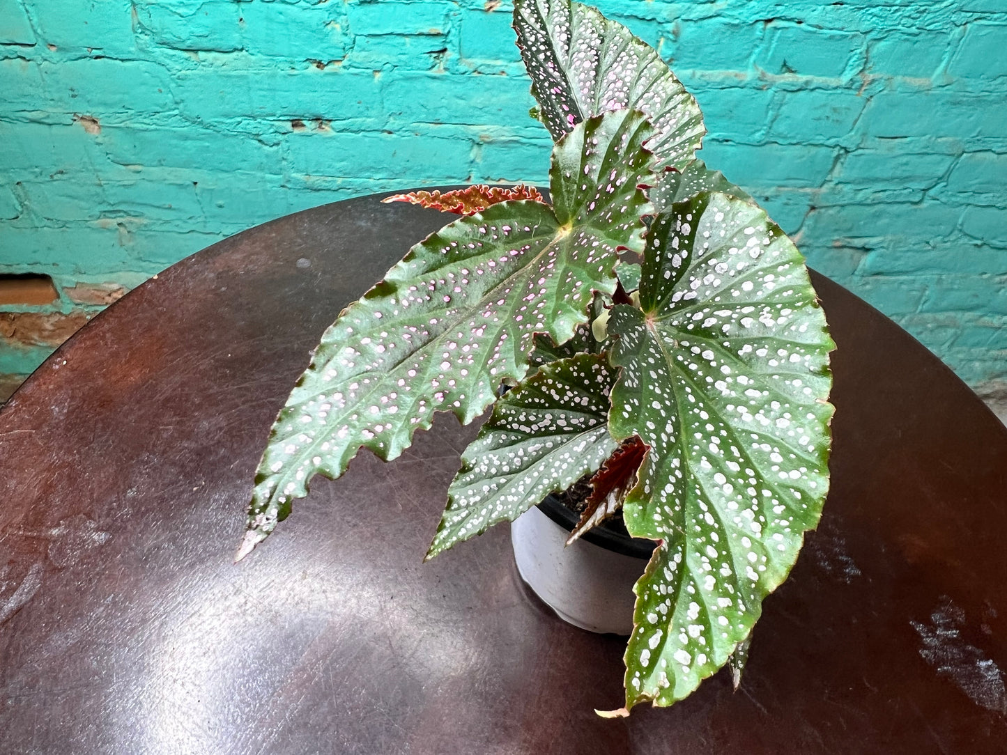 Begonia Maculata Pink (Polka Dot)