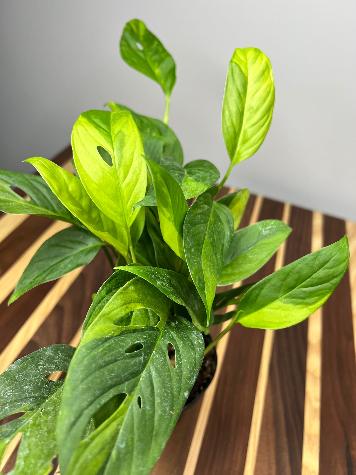 Monstera Adansonii variegated