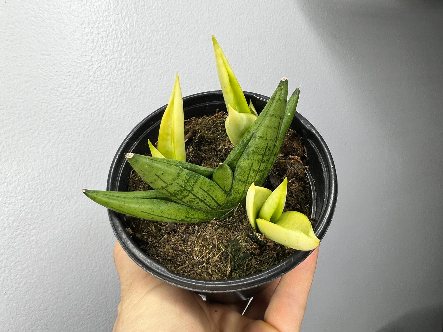 Starfish snake plant  (variegated)