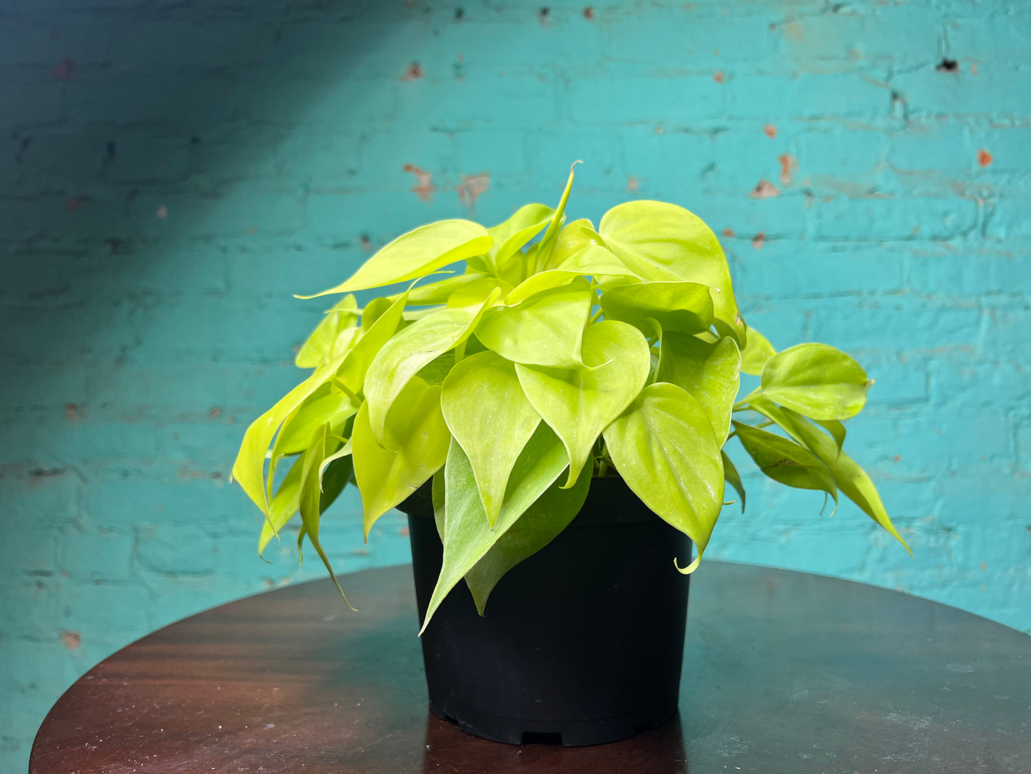 Philodendron Neon Heart Leaf 6”