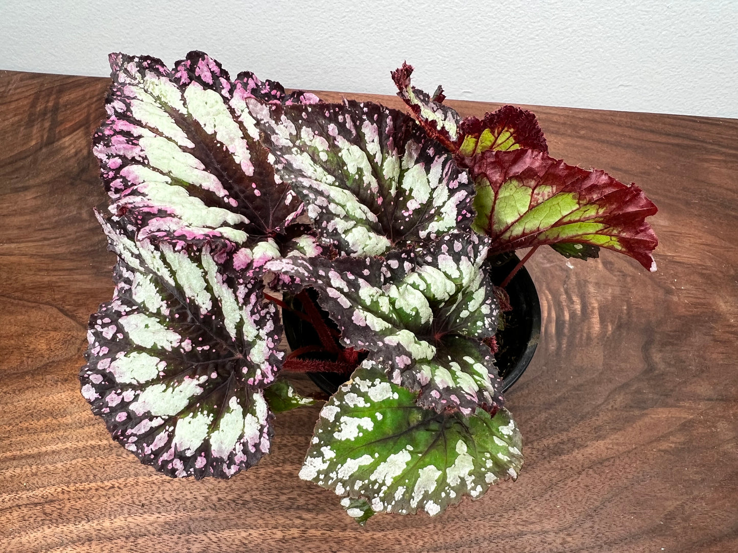 Begonia 'Fireworks'