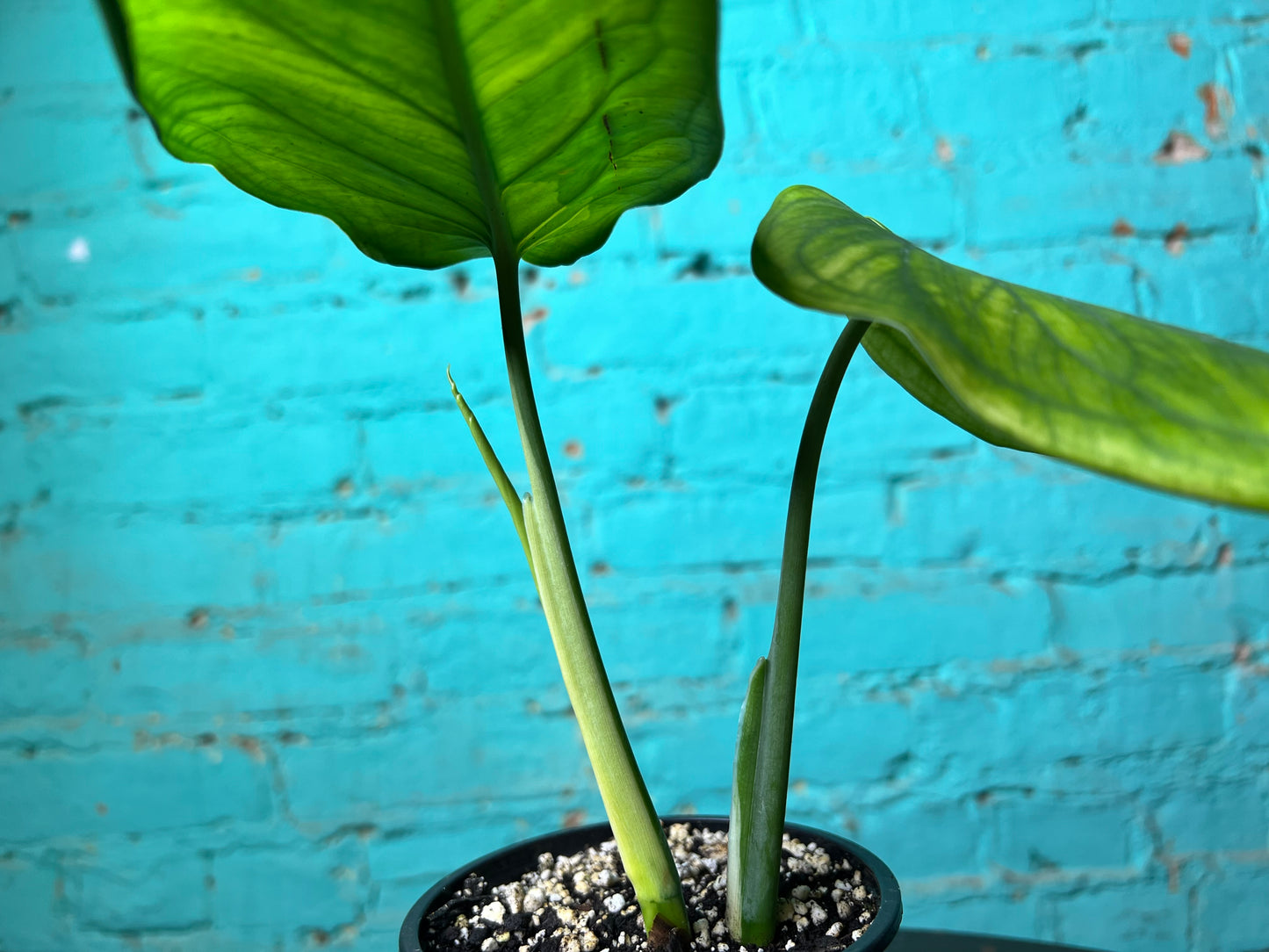 Syngonium Chiapense Variegated 4”