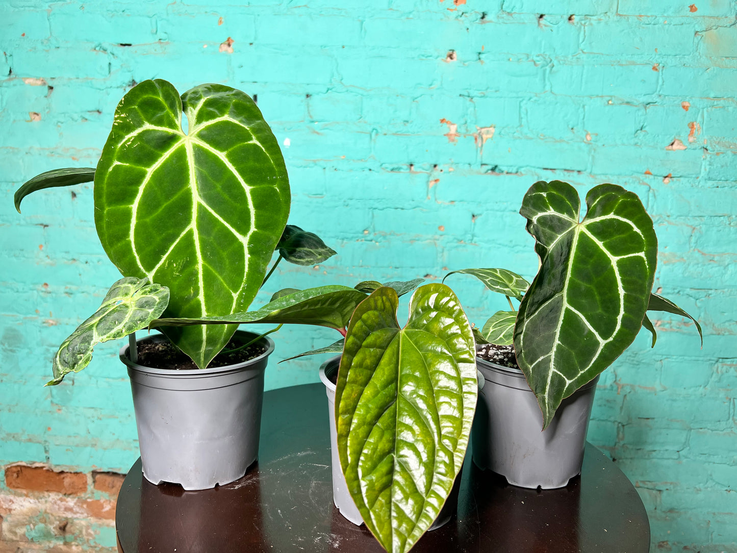 Anthurium Crystallinum 6”