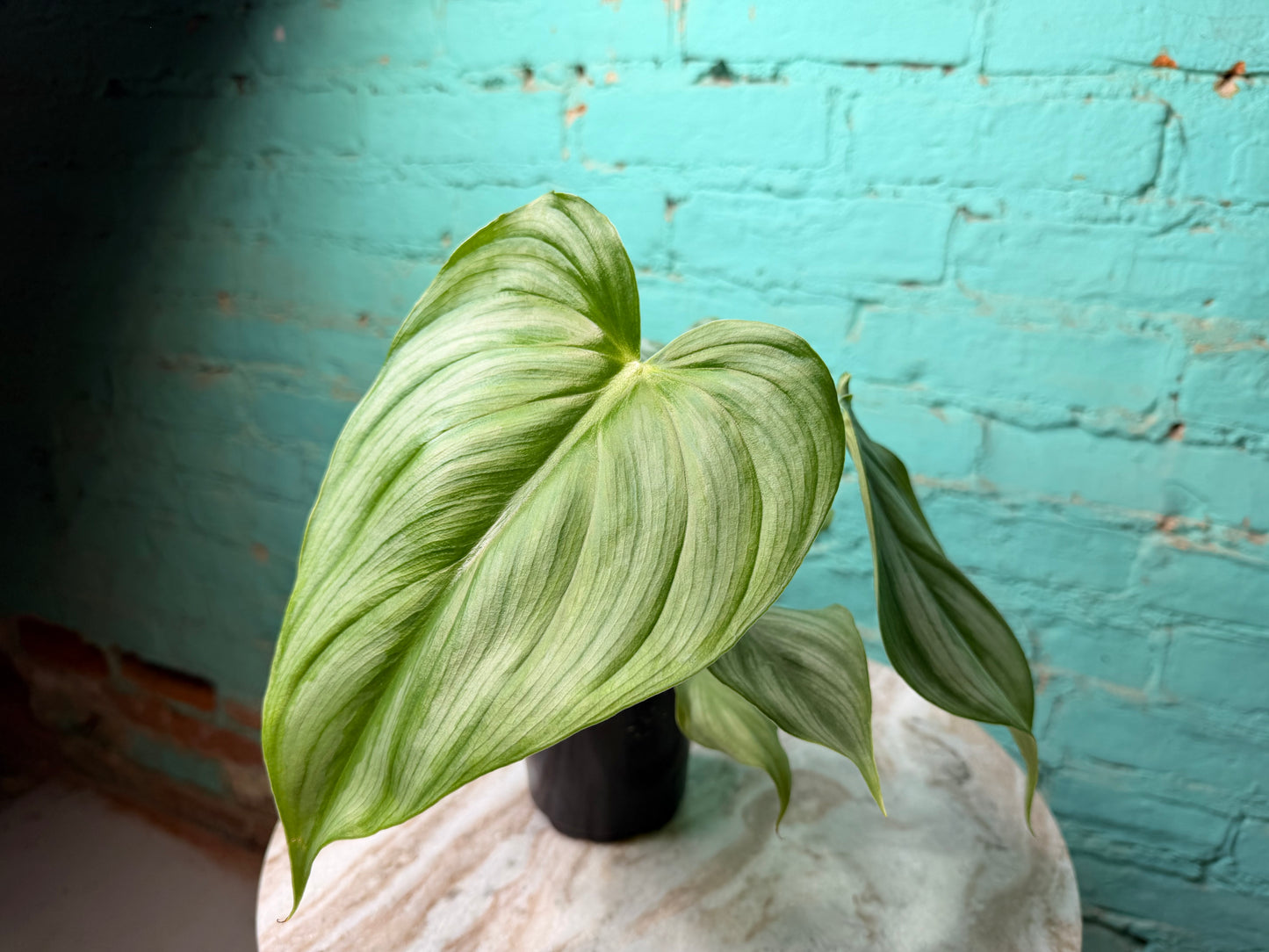 Philodendron Pastazanum x Plowmanii