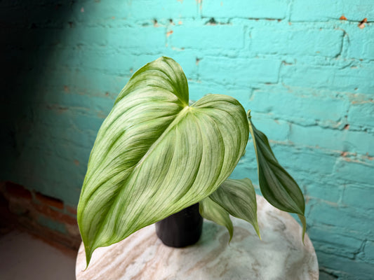 Philodendron Pastazanum x Plowmanii