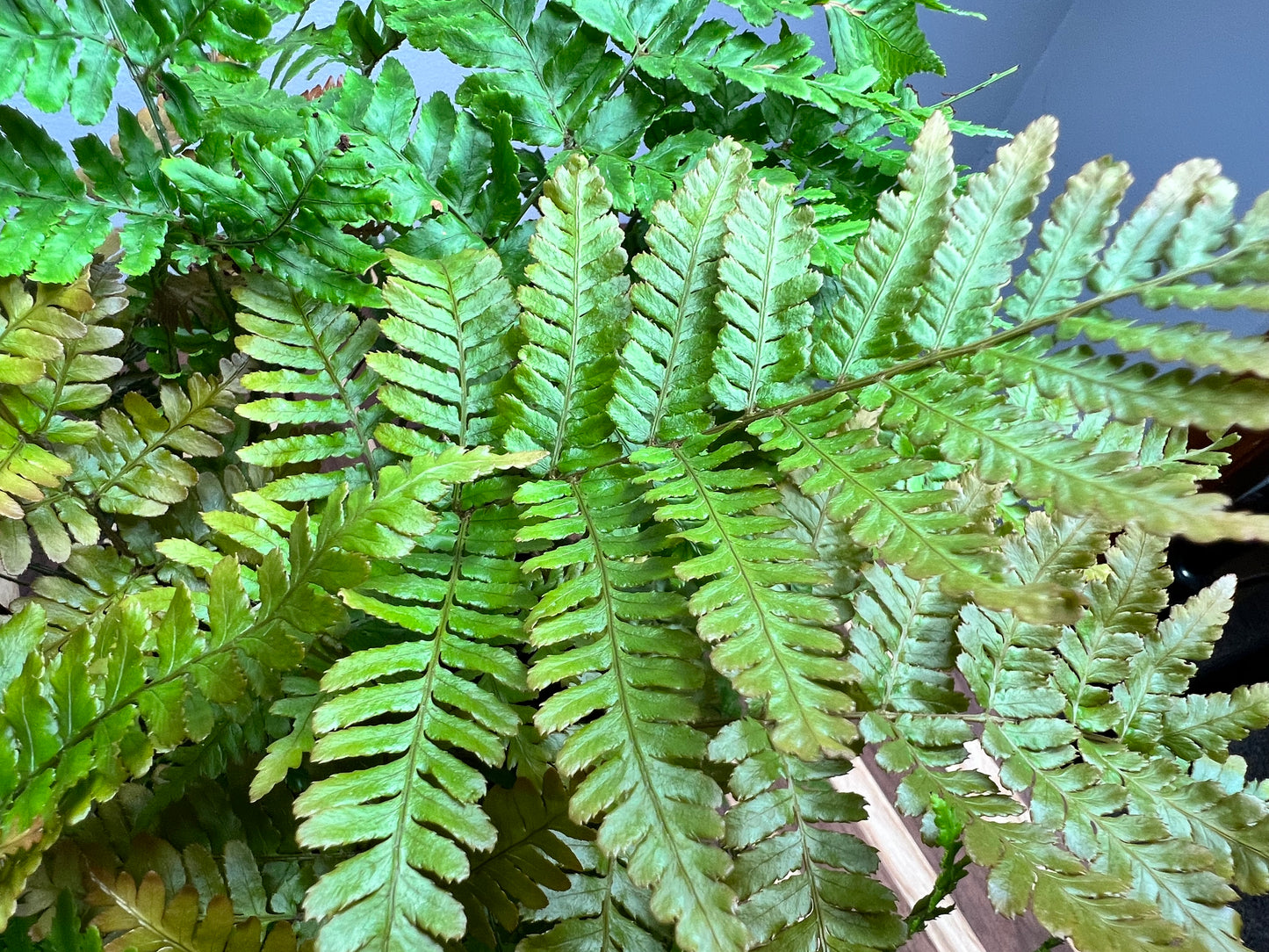 Autumn fern 6”