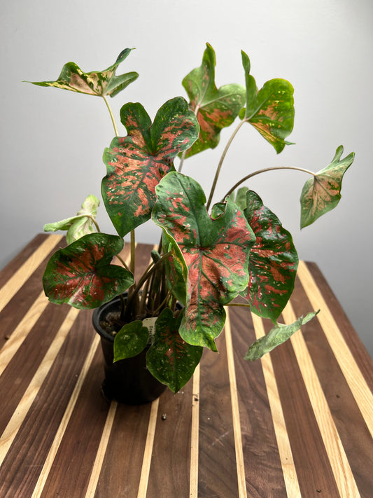 Caladiums Freckles 4”
