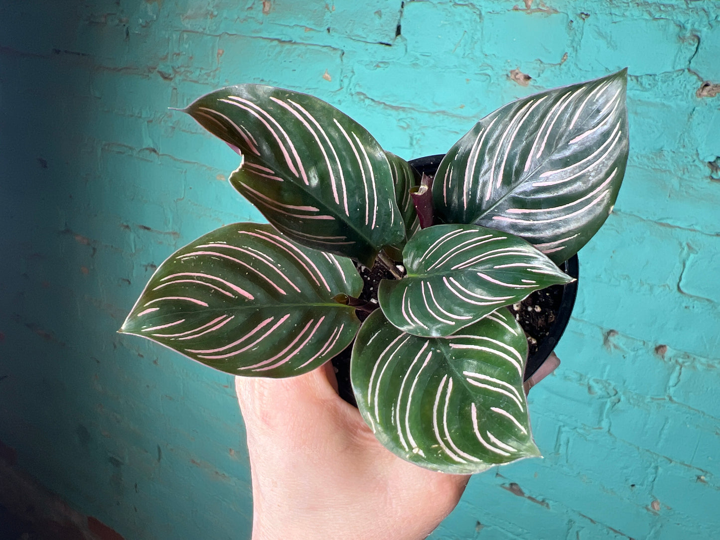 Calathea Pin Stripe 4”