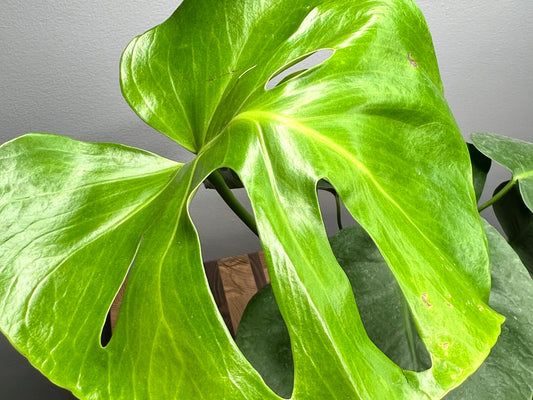 Monstera (6inch)