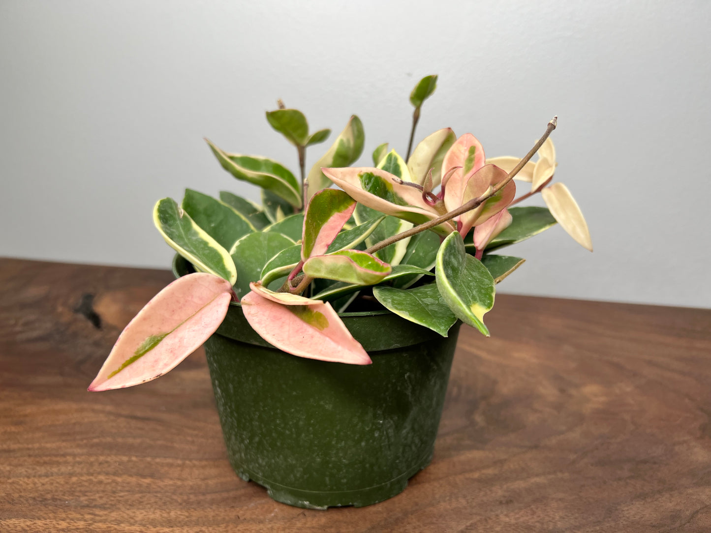 Hoya Krimson Queen 6”